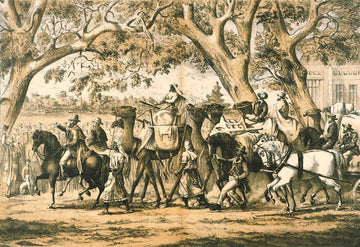 The Unsung Heroes: Camels in the Burke and Wills Expedition