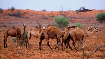 Camels and Culling in Australia: A Complex Issue - Summer Land Camels
