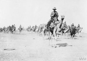Imperial Camel Corps – The Battle of Beersheba - Summer Land Camels