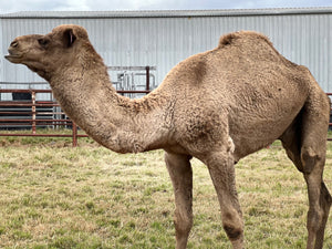 Angus (M20247) SOLD - Summer Land Camels