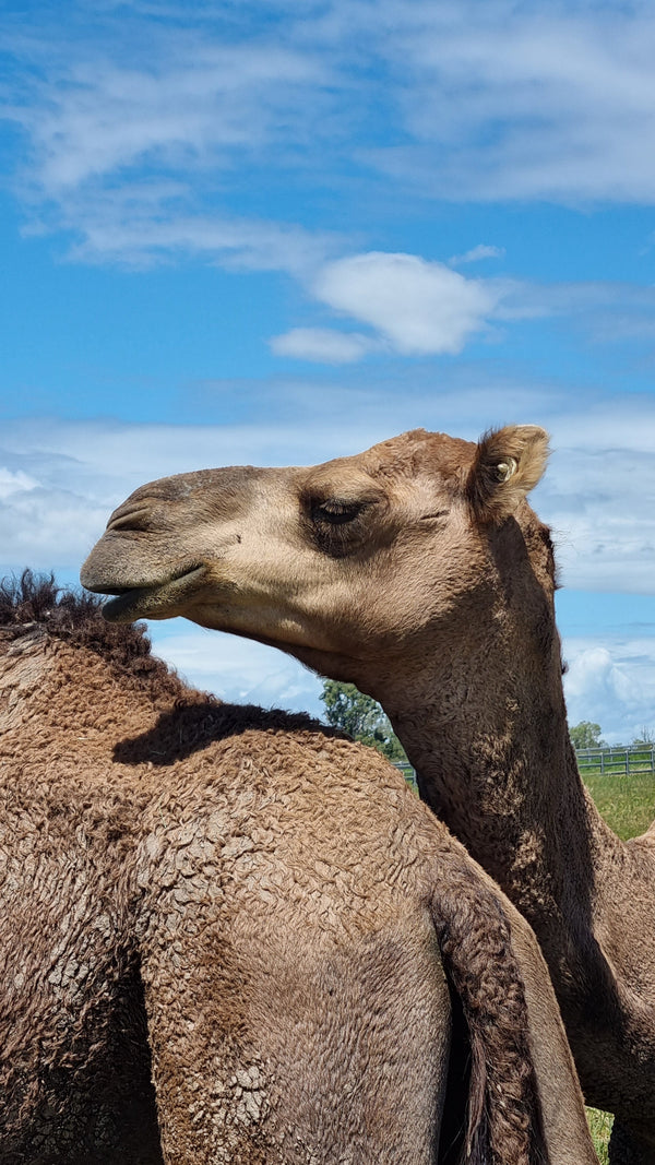 Anzac (M20201) SOLD - Summer Land Camels
