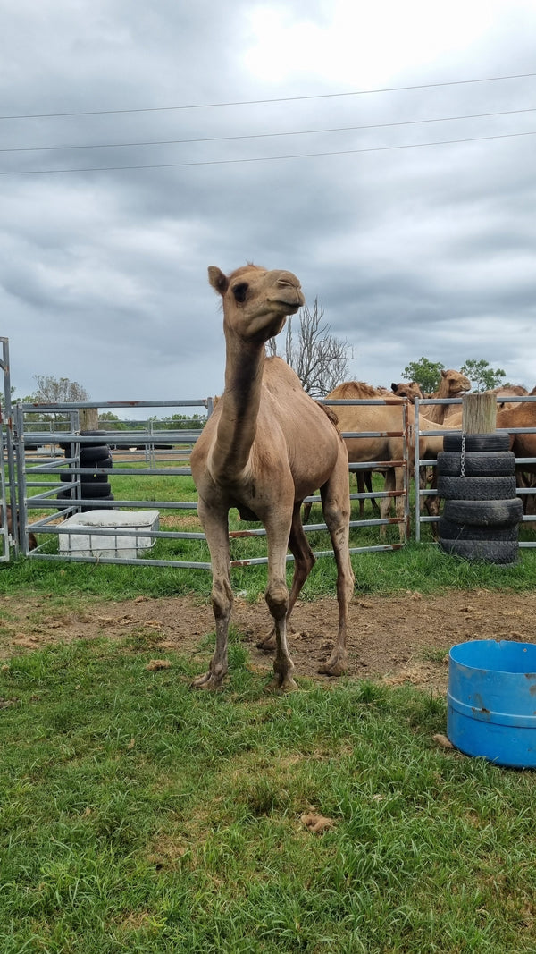 Anzac (M20201) SOLD - Summer Land Camels