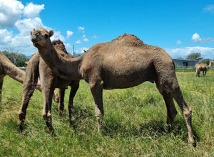 Anzac (M20201) SOLD - Summer Land Camels