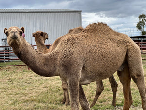 Bear (M20218) SOLD - Summer Land Camels