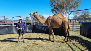 Biscuit (YM4) SOLD - Summer Land Camels