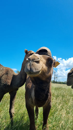 Carl (BKM11) SOLD - Summer Land Camels