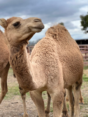 Chandler (M20219) SOLD - Summer Land Camels