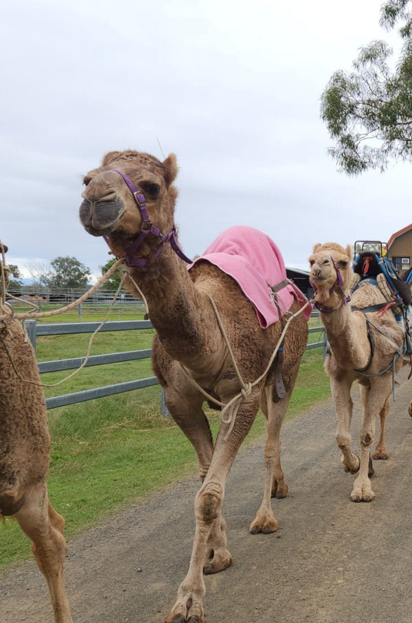 * Dawn (101) - Summer Land Camels