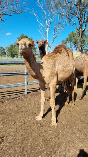 Derek (PM4) SOLD - Summer Land Camels
