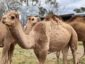 Diego (M20207) SOLD - Summer Land Camels