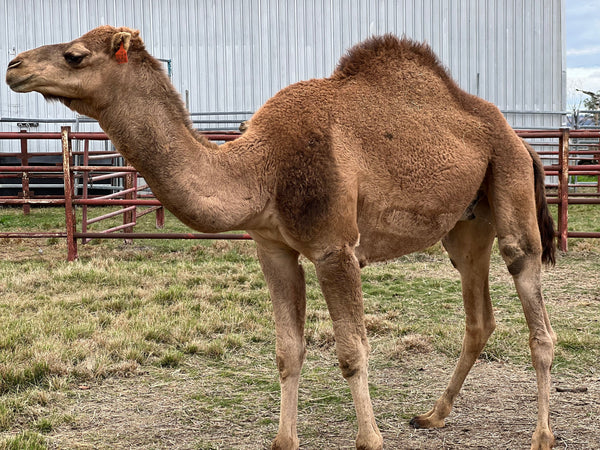Dill (OM50) SOLD - Summer Land Camels