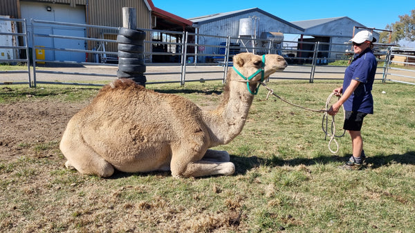 Dustin (GM2) SOLD - Summer Land Camels