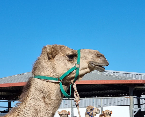 Dustin (GM2) SOLD - Summer Land Camels