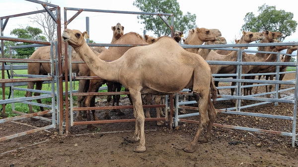 Emmett (32) SOLD - Summer Land Camels