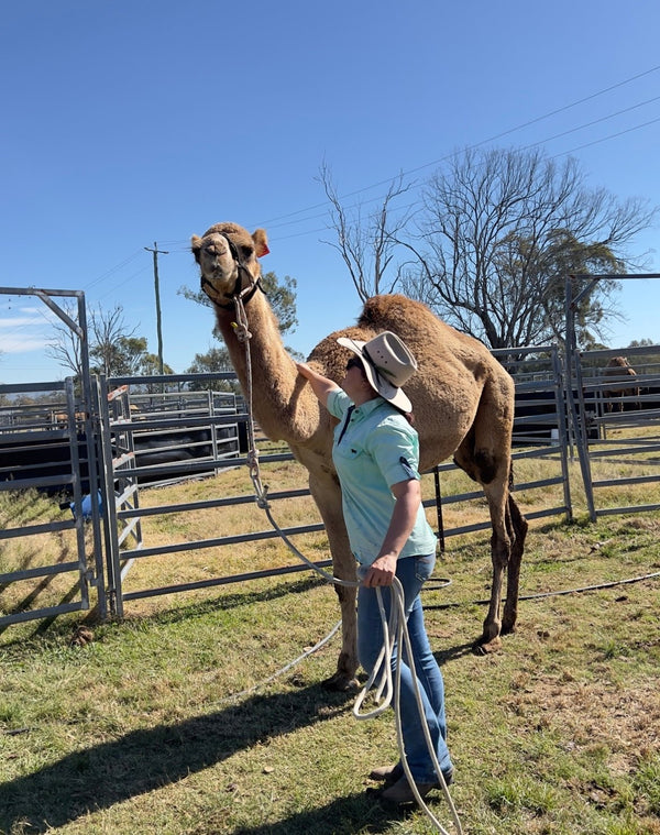 Eugene (OM23) SOLD - Summer Land Camels