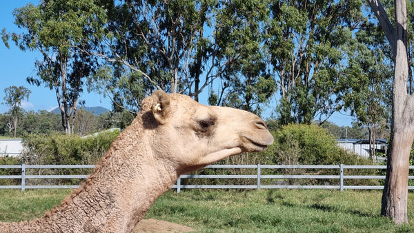 Female (BKF14) SOLD - Summer Land Camels