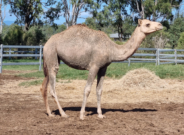 Female (BKF14) SOLD - Summer Land Camels
