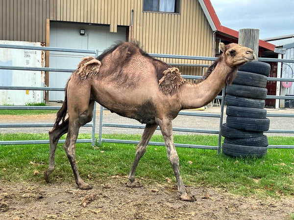 Female (BKF18) SOLD - Summer Land Camels