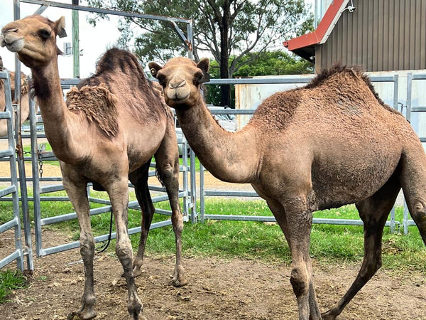Female (BKF18) SOLD - Summer Land Camels