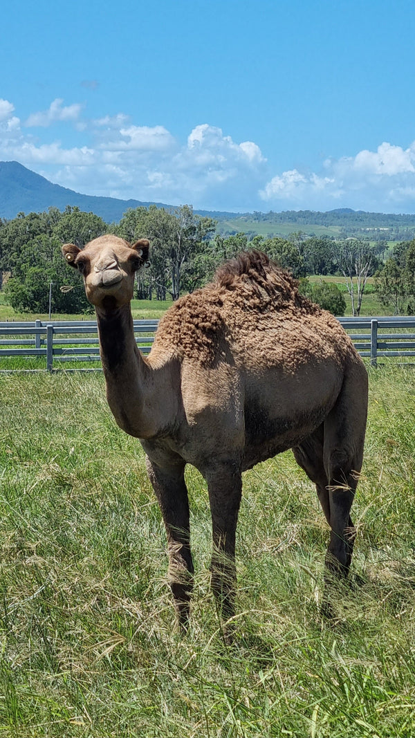 Female (BKF5) SOLD - Summer Land Camels