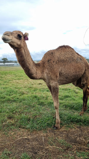 * Female F20106 - Summer Land Camels