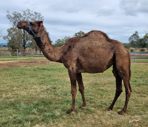 * Female OF52 - Summer Land Camels