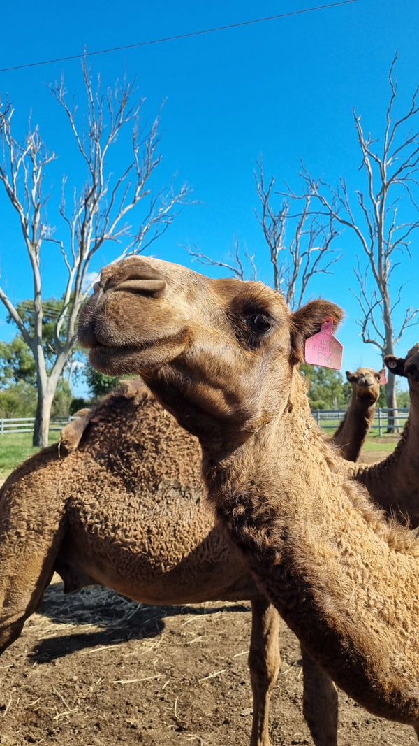 Female (PF16) SOLD - Summer Land Camels