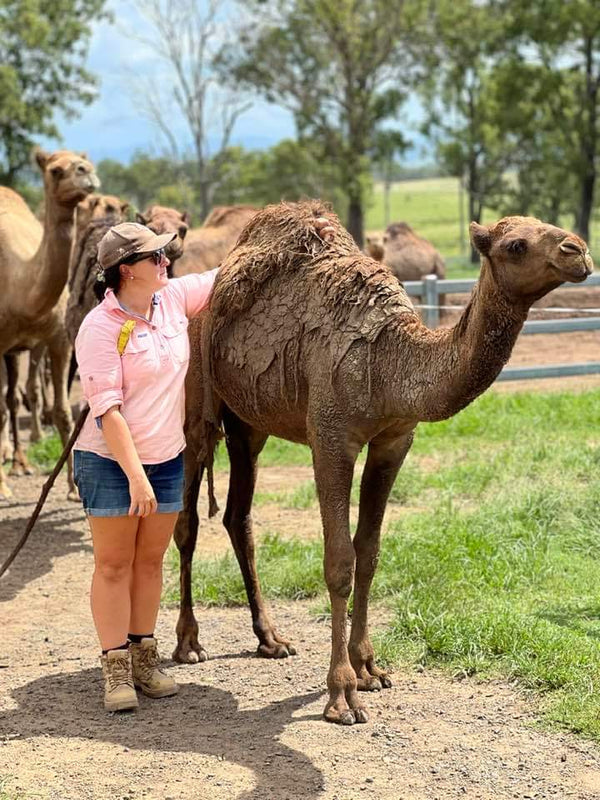 Female (PF16) SOLD - Summer Land Camels