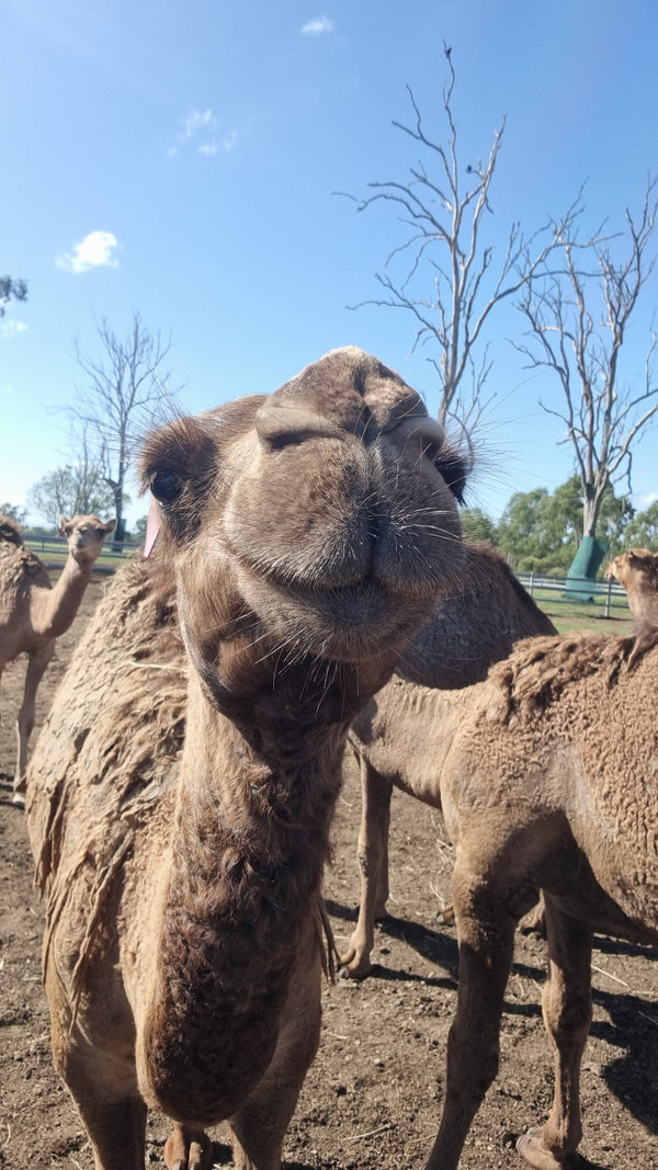 Female (PF16) SOLD - Summer Land Camels