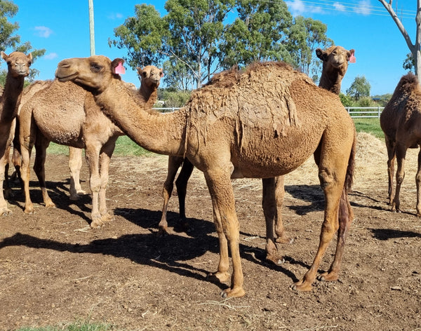 Female (PF16) SOLD - Summer Land Camels