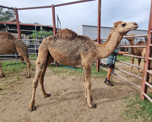 * Flynn (GRM4) - Summer Land Camels