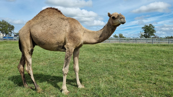 James (YM12) SOLD - Summer Land Camels