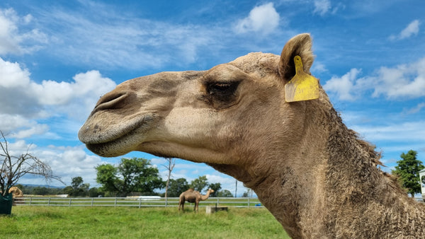 James (YM12) SOLD - Summer Land Camels