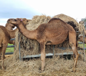 * Kyle (M20212) - Summer Land Camels