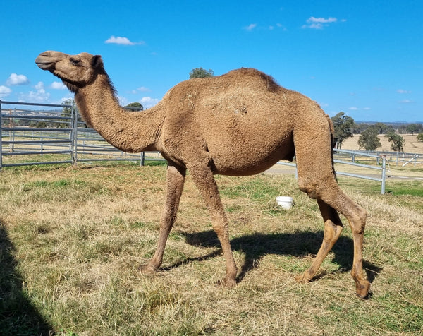 Logan (YM45) SOLD - Summer Land Camels