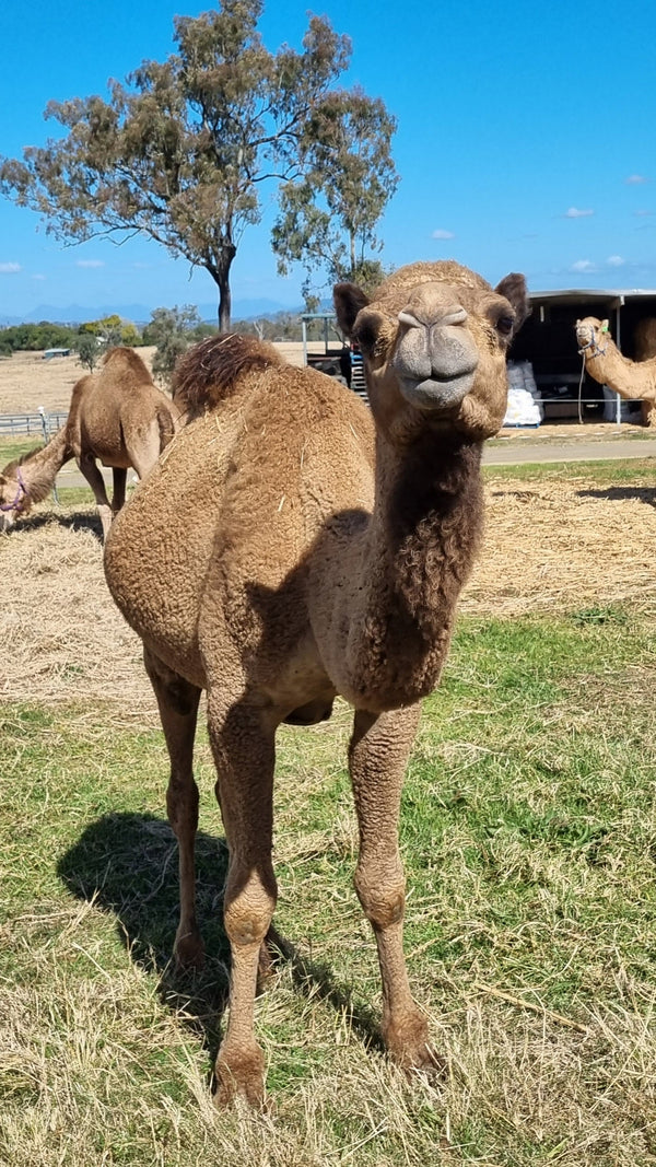 Logan (YM45) SOLD - Summer Land Camels