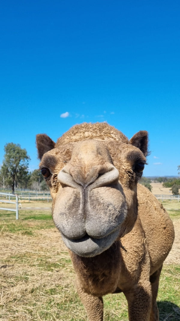 Logan (YM45) SOLD - Summer Land Camels