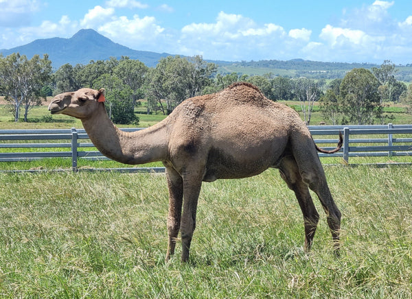 Male (OM17) - Summer Land Camels