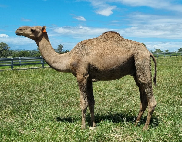 Male (OM17) - Summer Land Camels