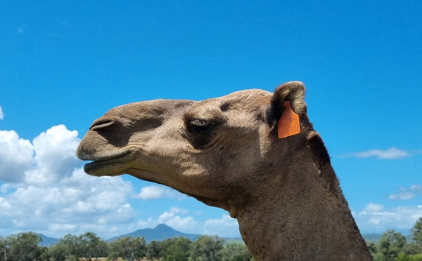 Male (OM17) - Summer Land Camels