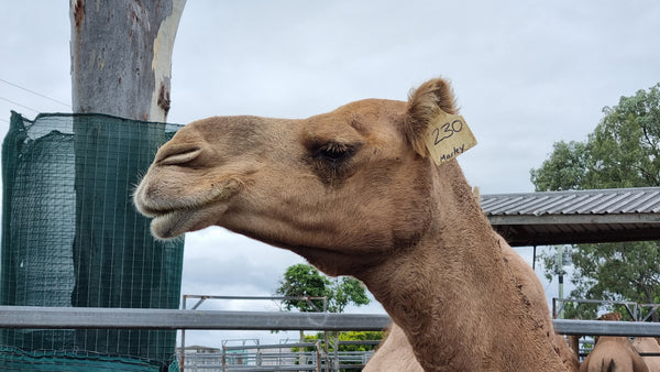 Marley (230) SOLD - Summer Land Camels