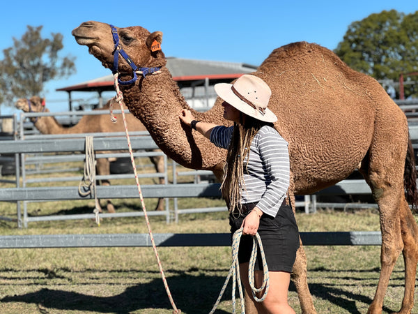 OM18 SOLD - Summer Land Camels