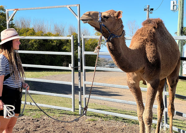 OM39 SOLD - Summer Land Camels