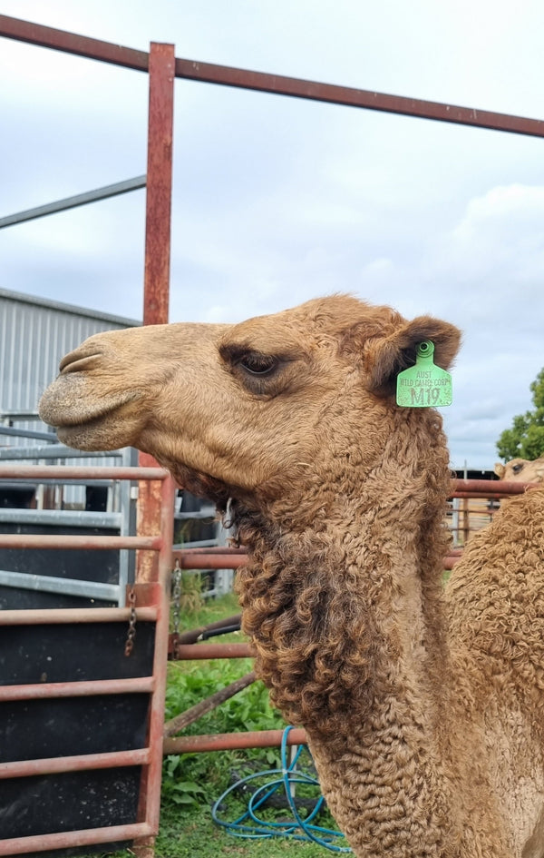 * Perseus (GRM19) - Summer Land Camels