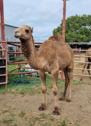 * Perseus (GRM19) - Summer Land Camels