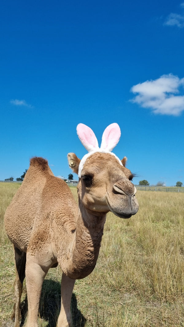 * Phoebe (F20130) - Summer Land Camels