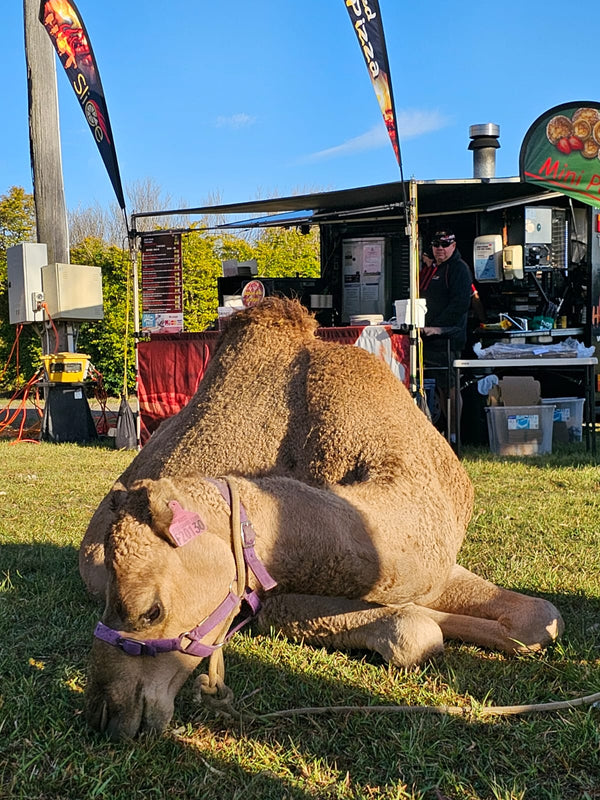 * Phoebe (F20130) - Summer Land Camels