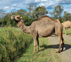 * Rags (28) - Summer Land Camels
