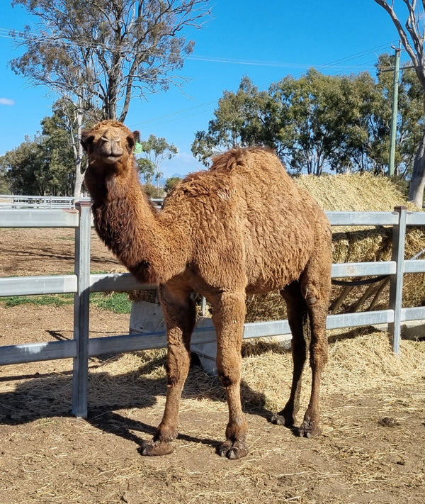 Riley Jnr (GRM5) SOLD - Summer Land Camels