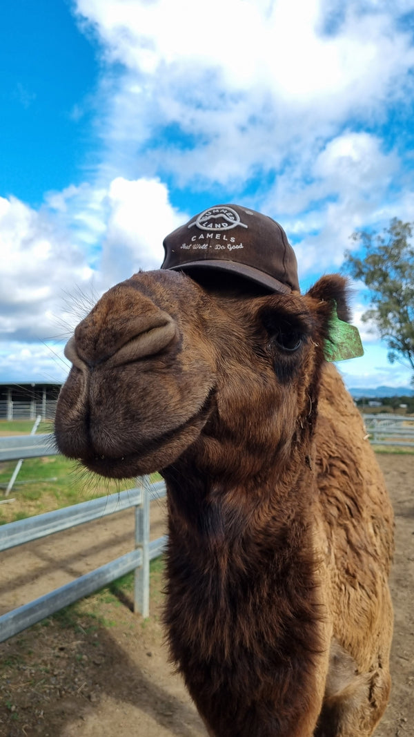 Riley Jnr (GRM5) SOLD - Summer Land Camels